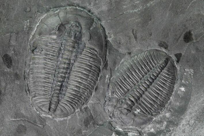 Pair Of Large Elrathia Trilobite Fossils - Utah #139542
